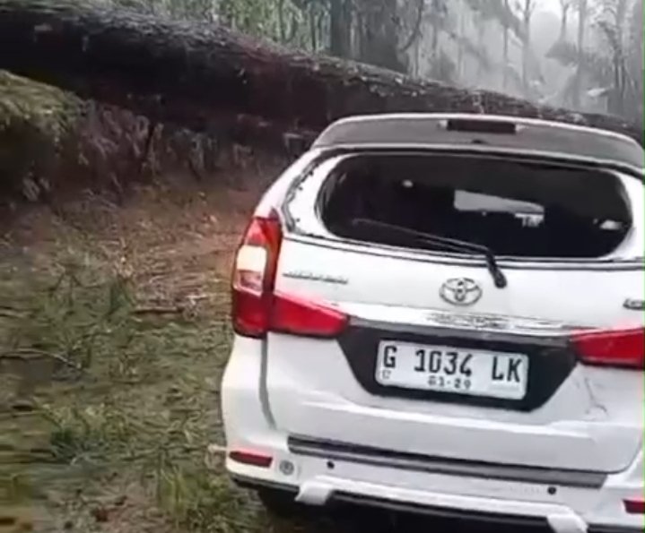 Pohon Pinus Tumbang Timpa Avanza di Paninggaran Pekalongan