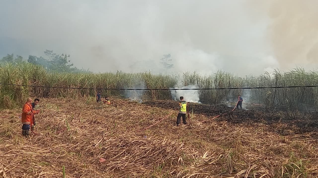 Diduga Dipicu Puntung Rokok, Kebakaran Hanguskan Satu Hektare Tebu Siap Panen di Kajen, Kerugian Capai Rp10 Juta