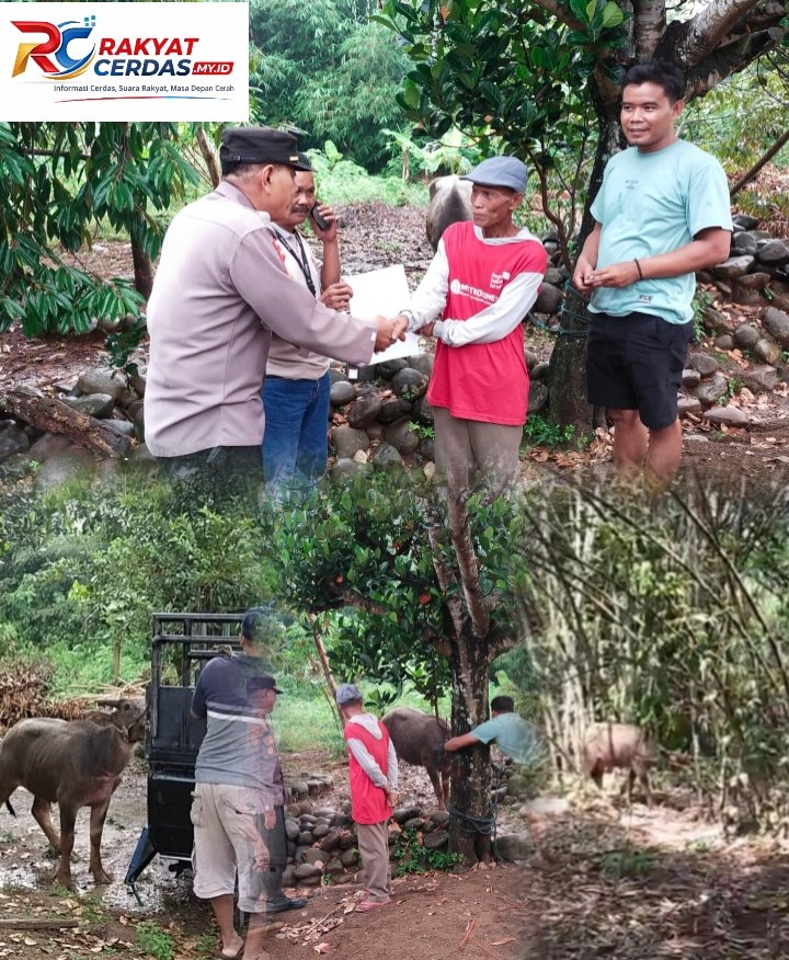 Kerbau Lepas Mengamuk di Karangdadap, Aksi Cepat Polisi dan Warga Berhasil Amankan Tanpa Korban