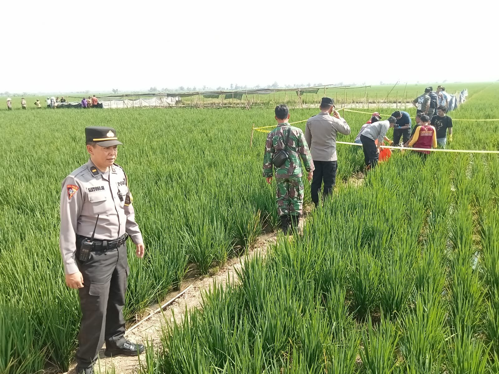 Misteri Kematian Perangkat Desa Kalipancur di Tengah Sawah, Polisi Dalami Semua Kemungkinan